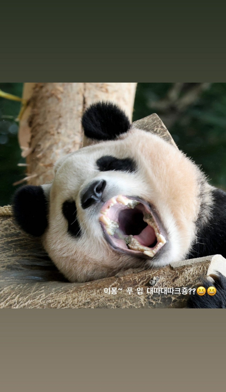 啧啧啧,熊猫这牙,咬竹子嘎嘣脆,感觉一口能把我胳膊咬断