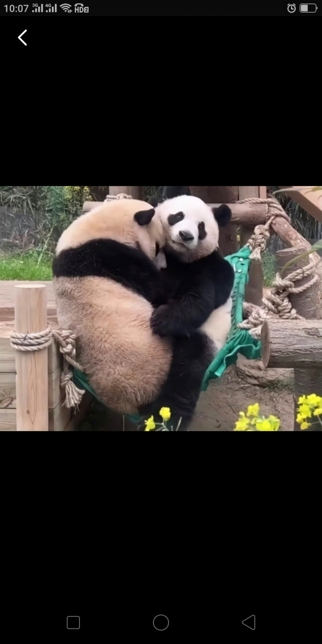 福宝和爱宝一样无奈的表情. 这么大个子还要和妈妈挤在一张吊床上.