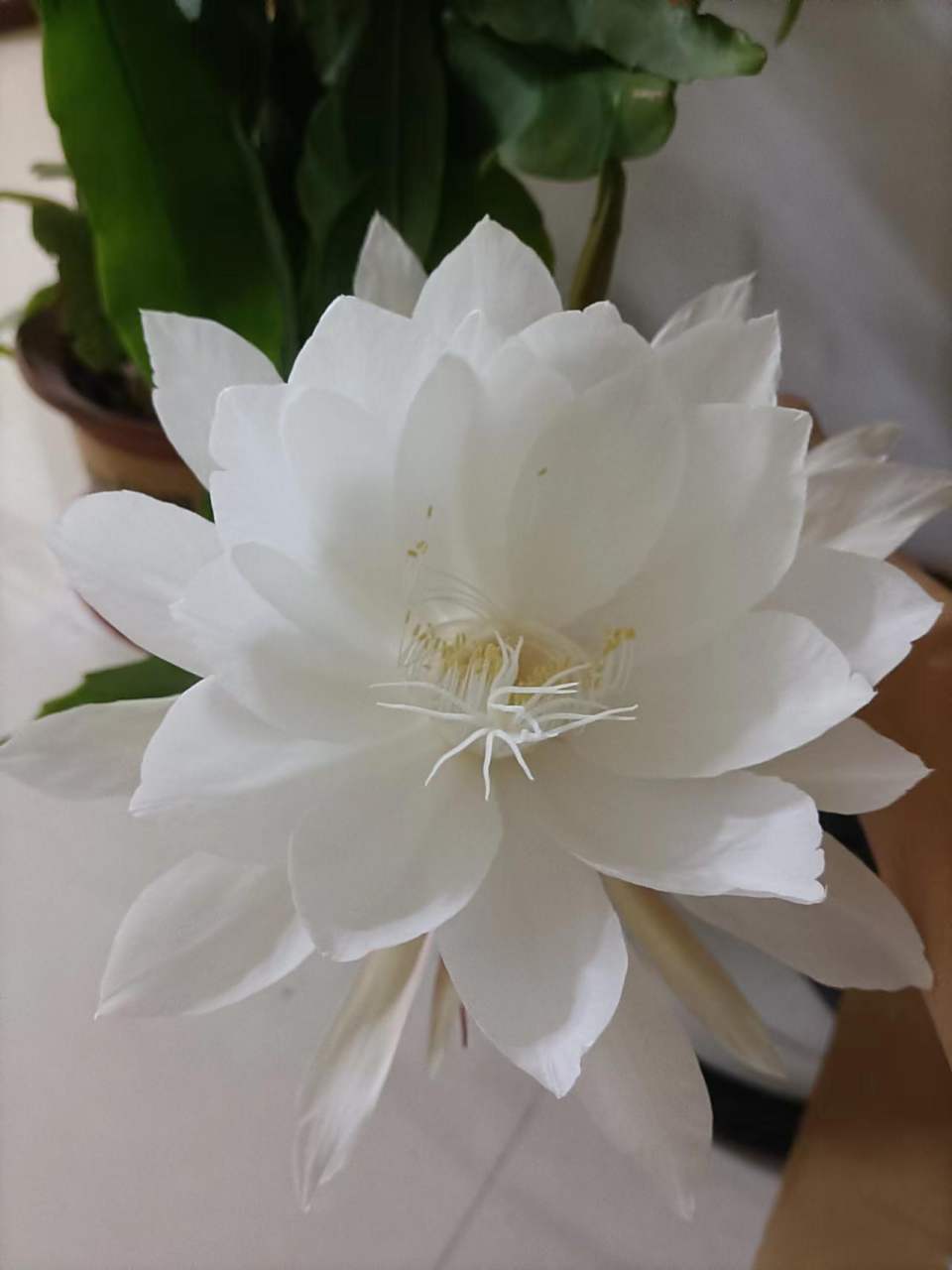 人们用昙花一现比喻美好事物不持久由于昙花开放的时间实在是太短了