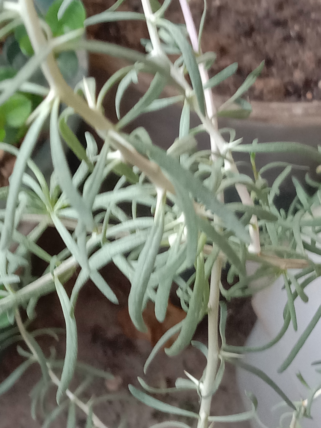 4月18日我问这是什么植物,没有一个说的,今天我公布答案这黑枸杞苗!