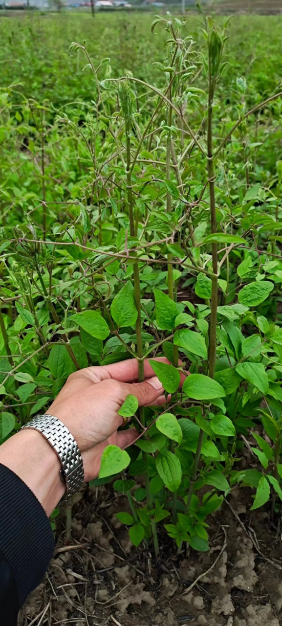 中药材,#威灵仙,#山辣椒秧