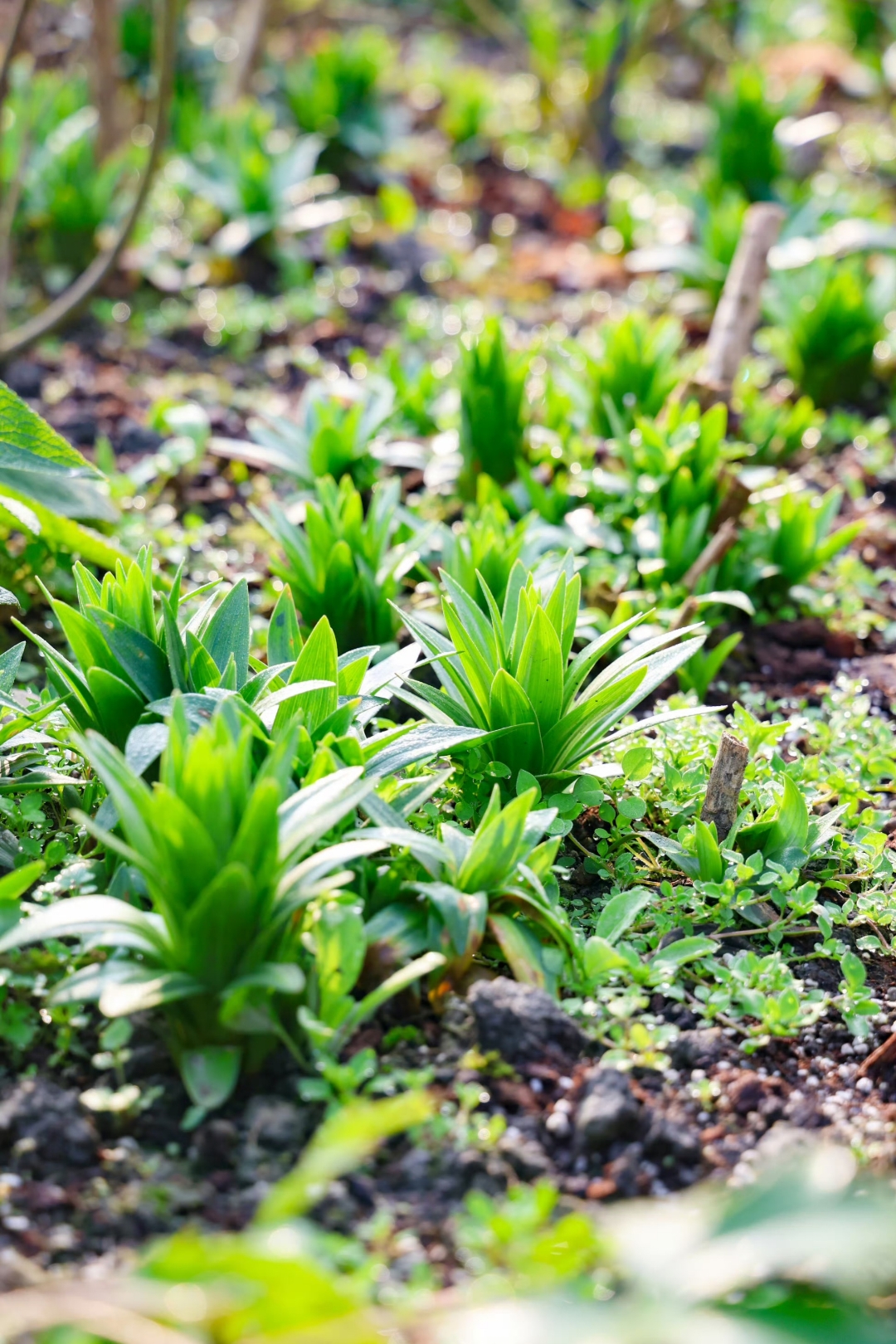 春天万物复苏,破土而出的嫩芽,是大地写给春天的情书吧!
