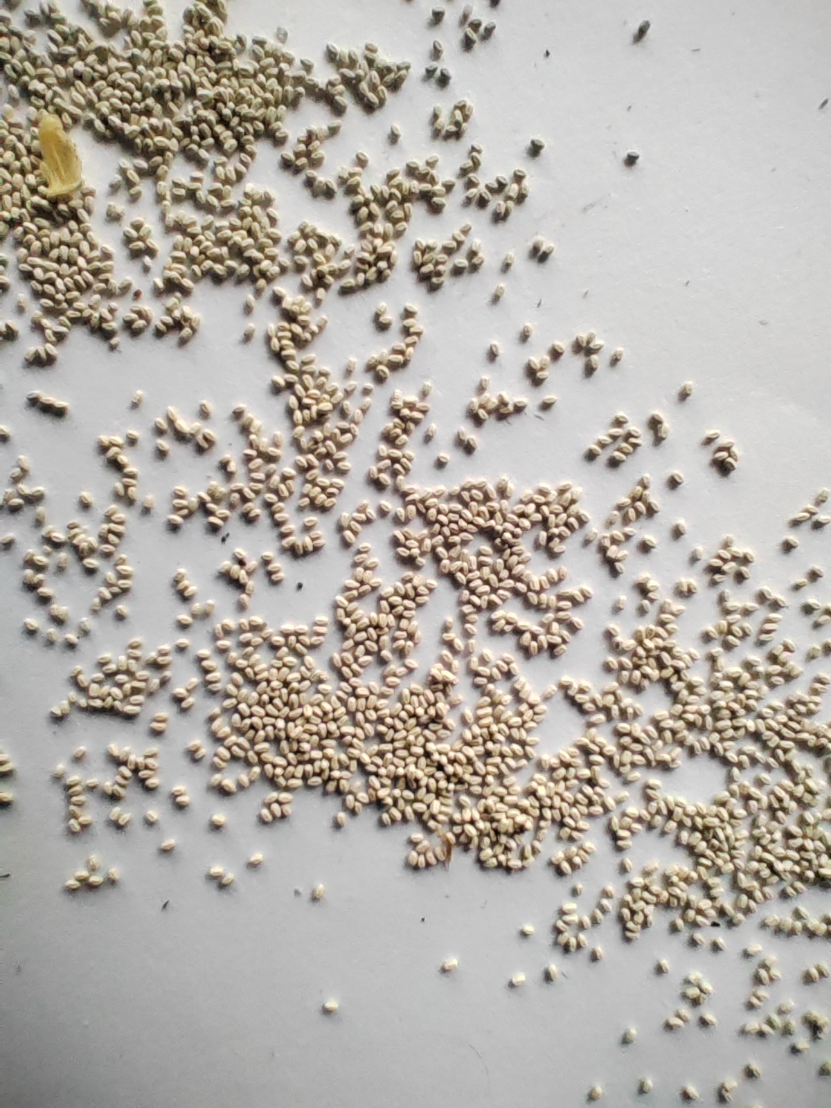 床单上莫名出现这些像沙粒一样的东西,这是什么虫卵,还是白蚁的分泌物