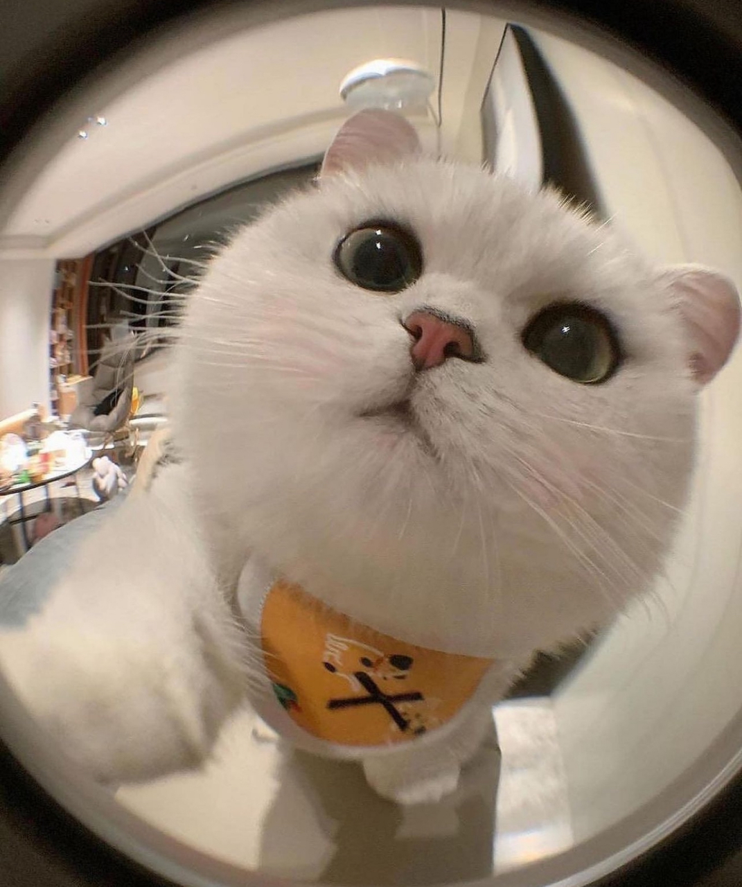 哎呀呀,这只可爱的小猫咪真的让人心花怒放呢!