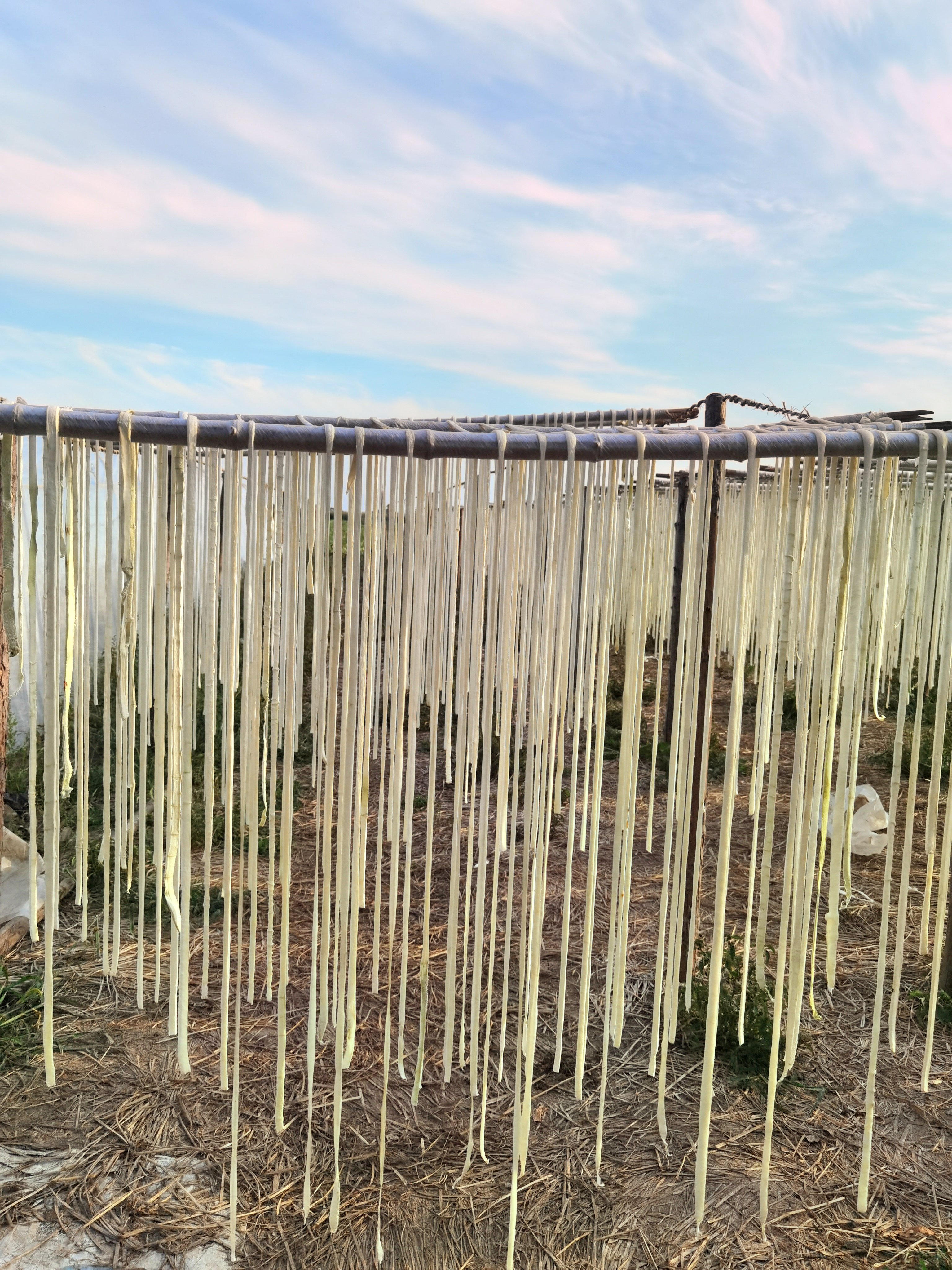 葫芦条含有大量营养成分,如糖,蛋白质,胡萝卜素,铁,磷,钙等.