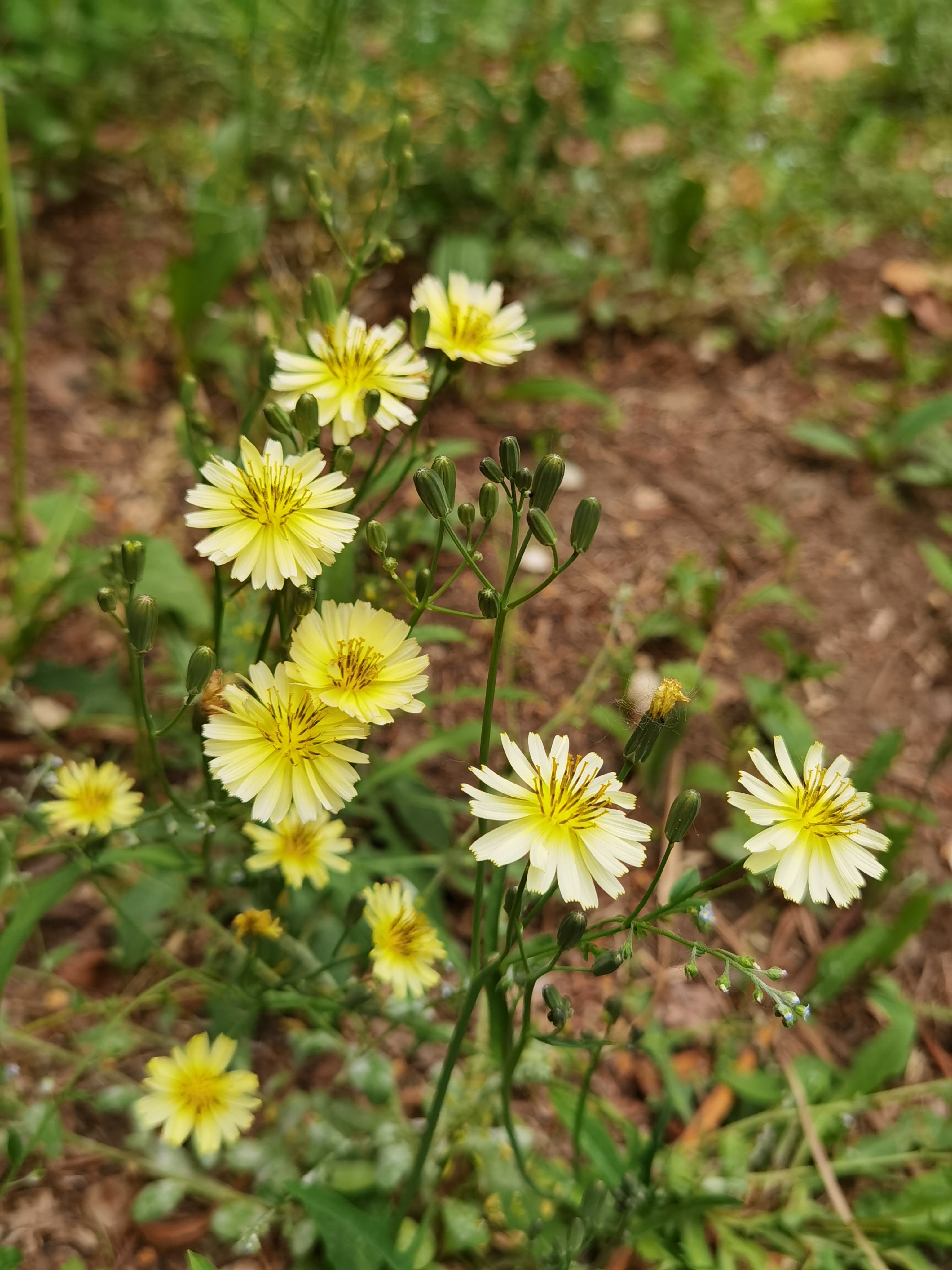 漫山遍野的野花,如同大自然的繁星,为大地增添了一抹亮色和生机.