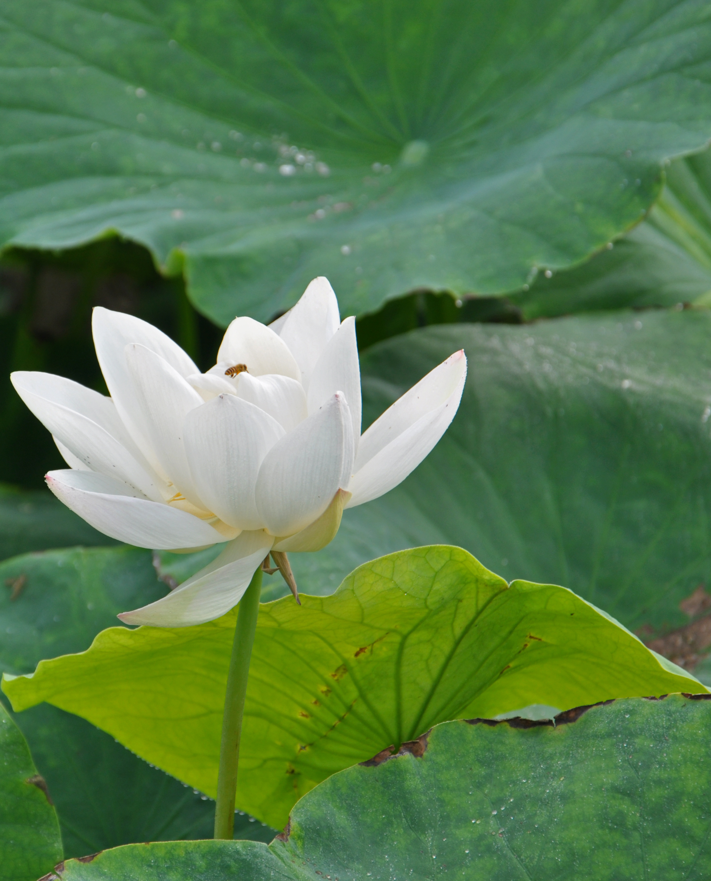 在忙碌的生活里, 还是要努力工作 因为通往诗和远方