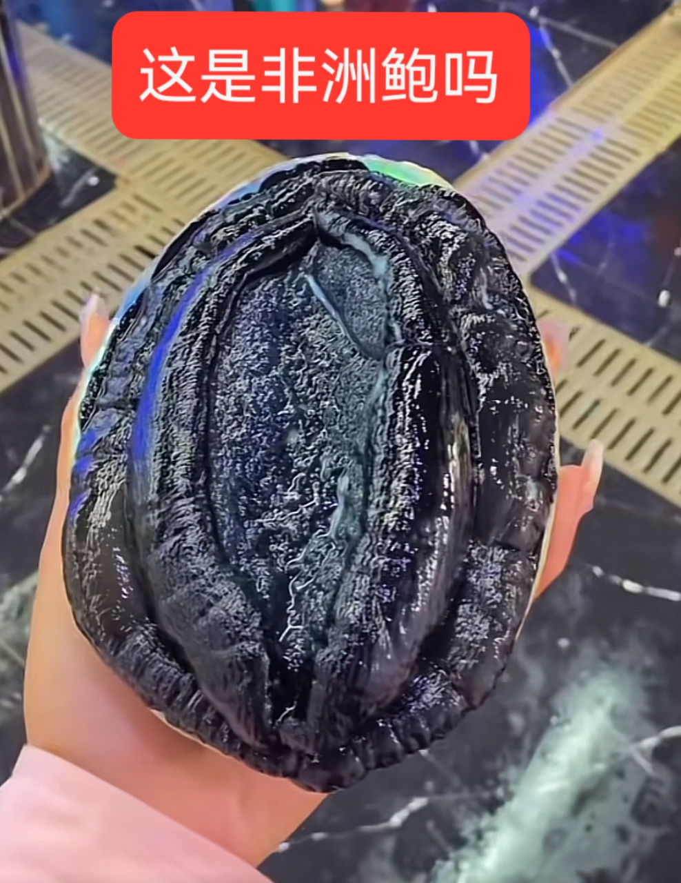 这是非洲鲍吗,第一次见这么黑的鲍鱼