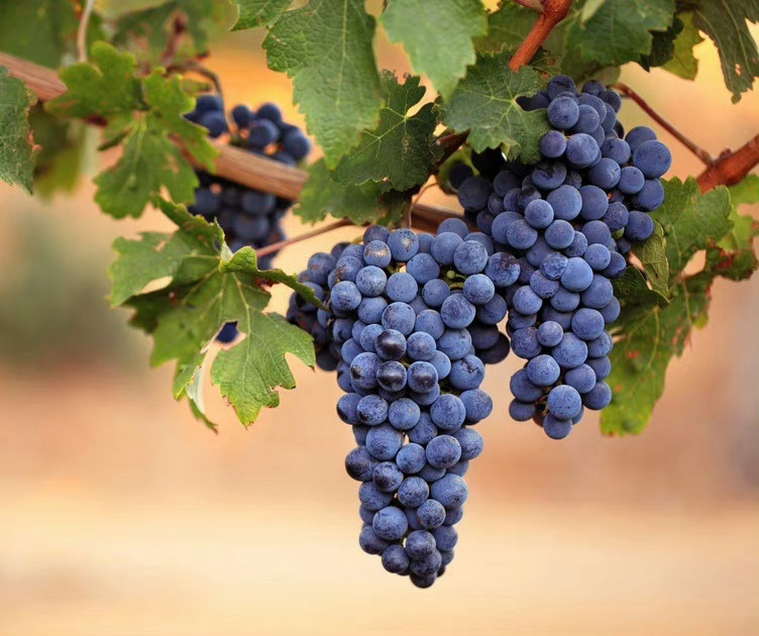 葡萄架下一串串,紫玉晶莹似珍宝. ​​​