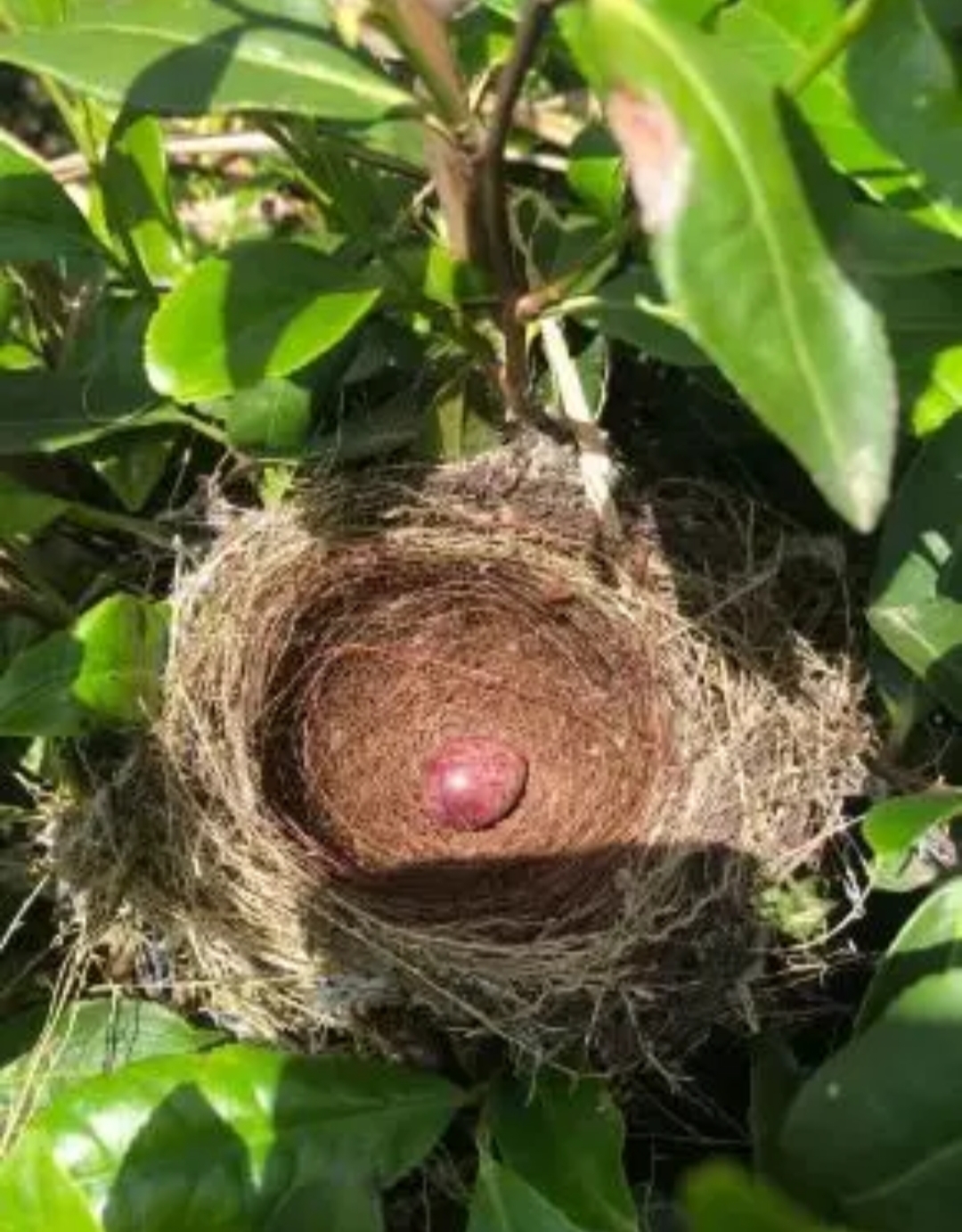 哇塞,瞧瞧这鸟窝,里面居然有颗超级可爱的麻雀蛋呢,这蛋长得那叫一个