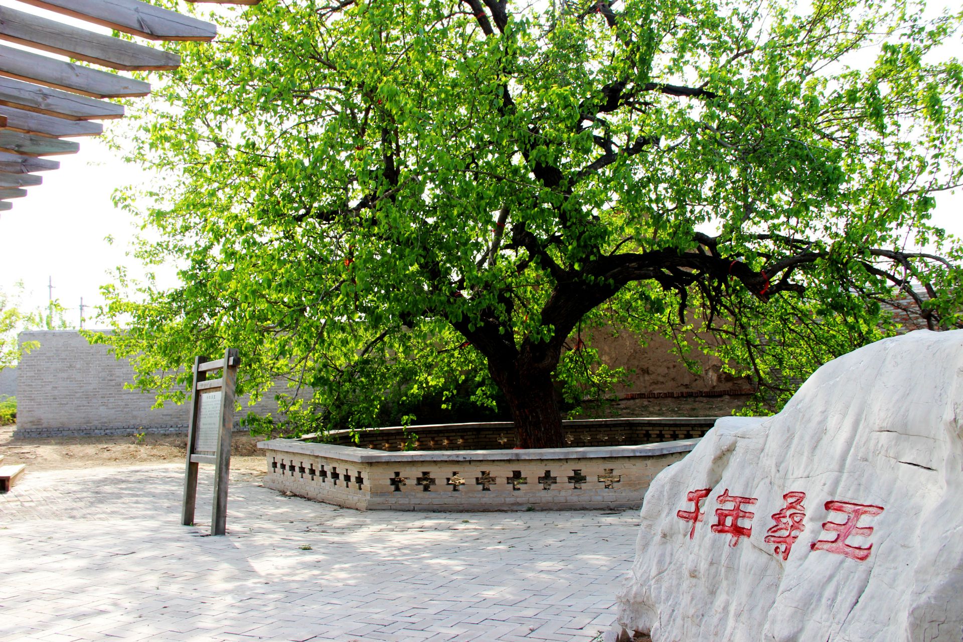 开发桑产品有着看好的发展前景 近年来,无棣县车王镇在原千年古桑园