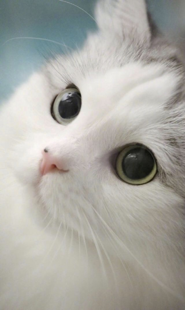 猫咪#两只萌萌的小猫咪,真的好适合当壁纸呀,治愈
