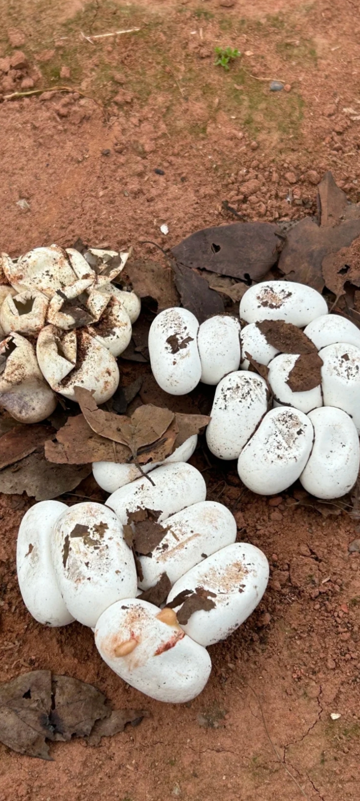 看看这是什么蛋 家里收拾柴房发现了这么多蛇蛋,有资深人士能看出来是
