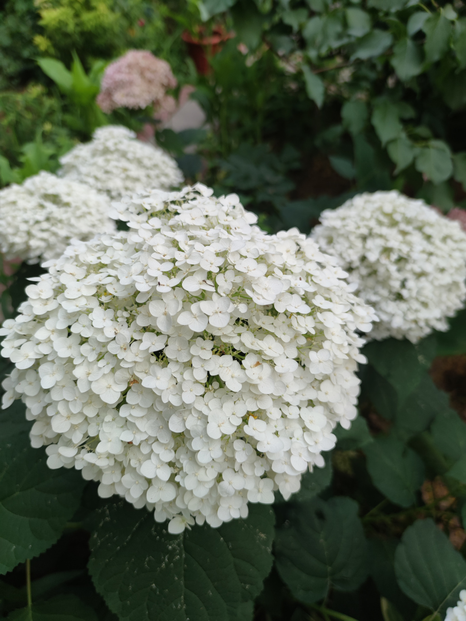 贝拉安娜绣球太赞了,辽西冬季最低温度零下27度,夏季最高温度40度,它