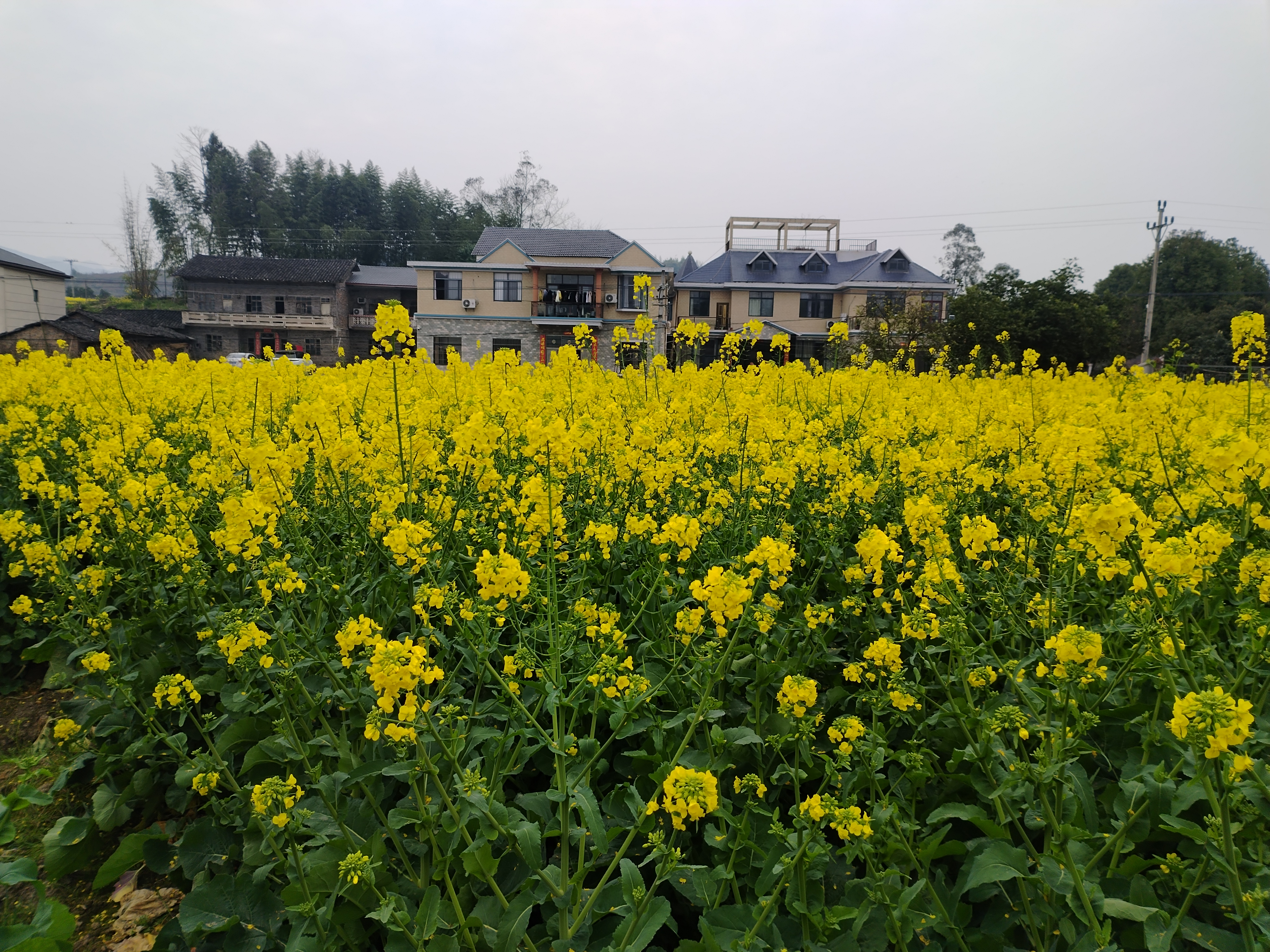 霸州煎茶铺万亩油菜花图片