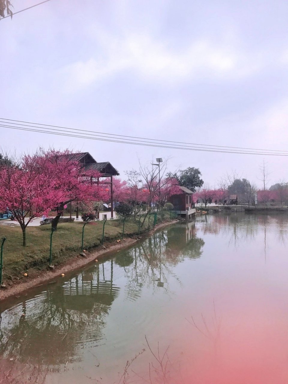 八岭山恒荣梅园