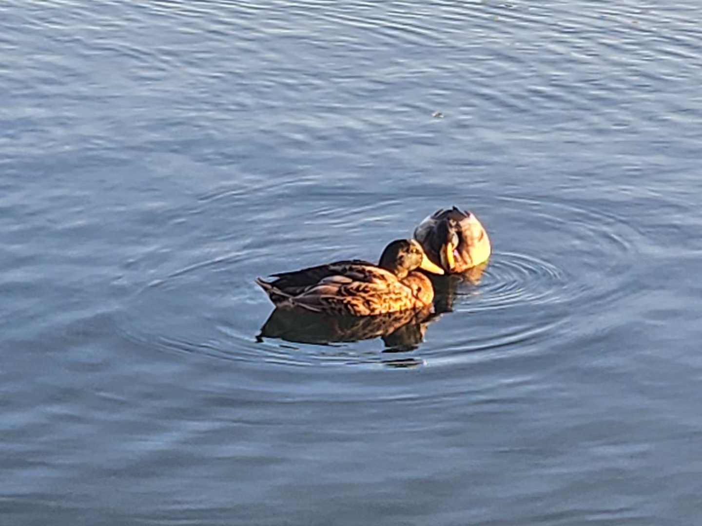 鸭之舞  画面中的两个鸭儿,便成为了这宁静水面的舞者.