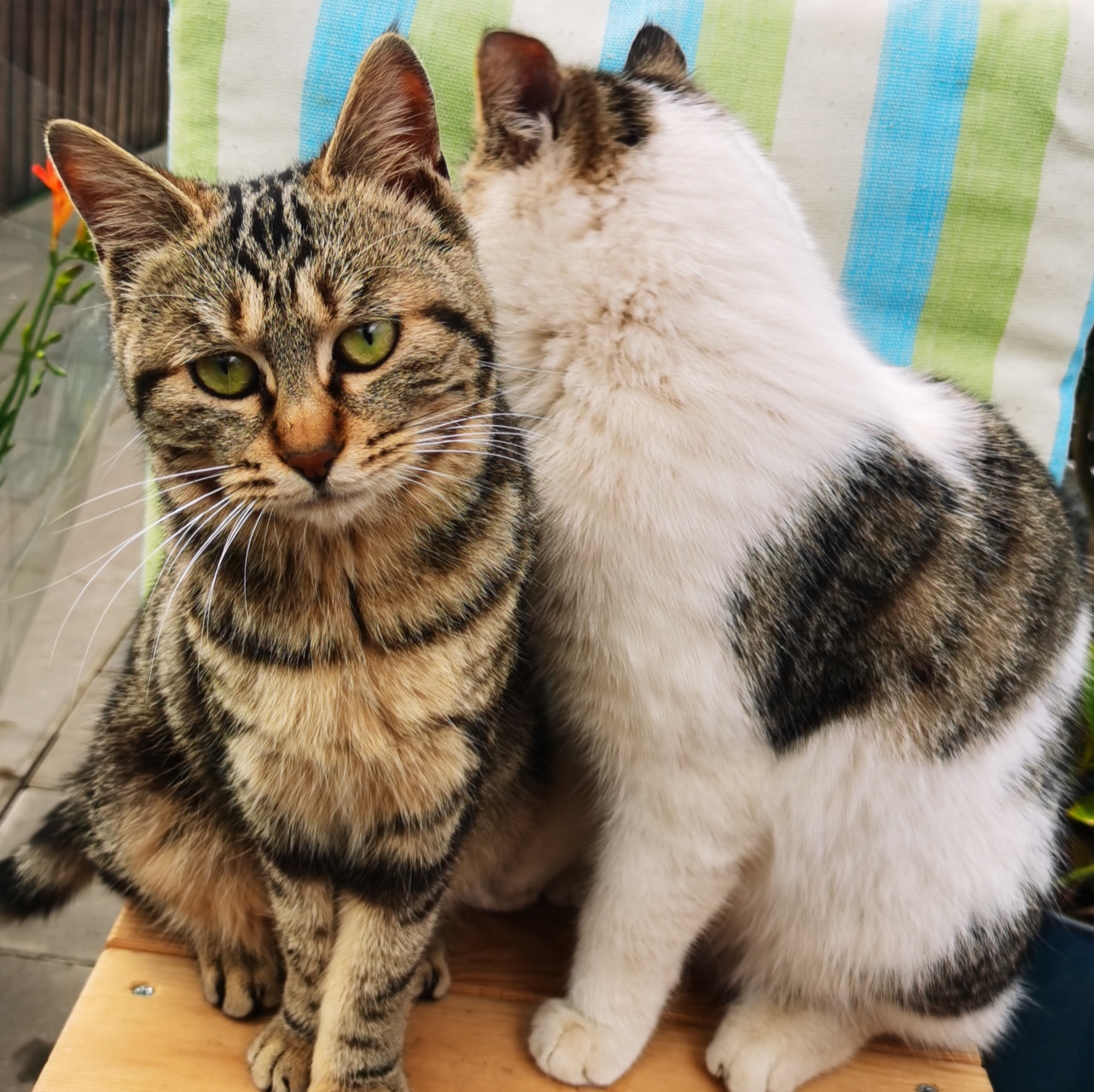 早晨一开门,就看到一只虎头虎脑胖乎乎的大黄猫趴在地上,看见我就喵了