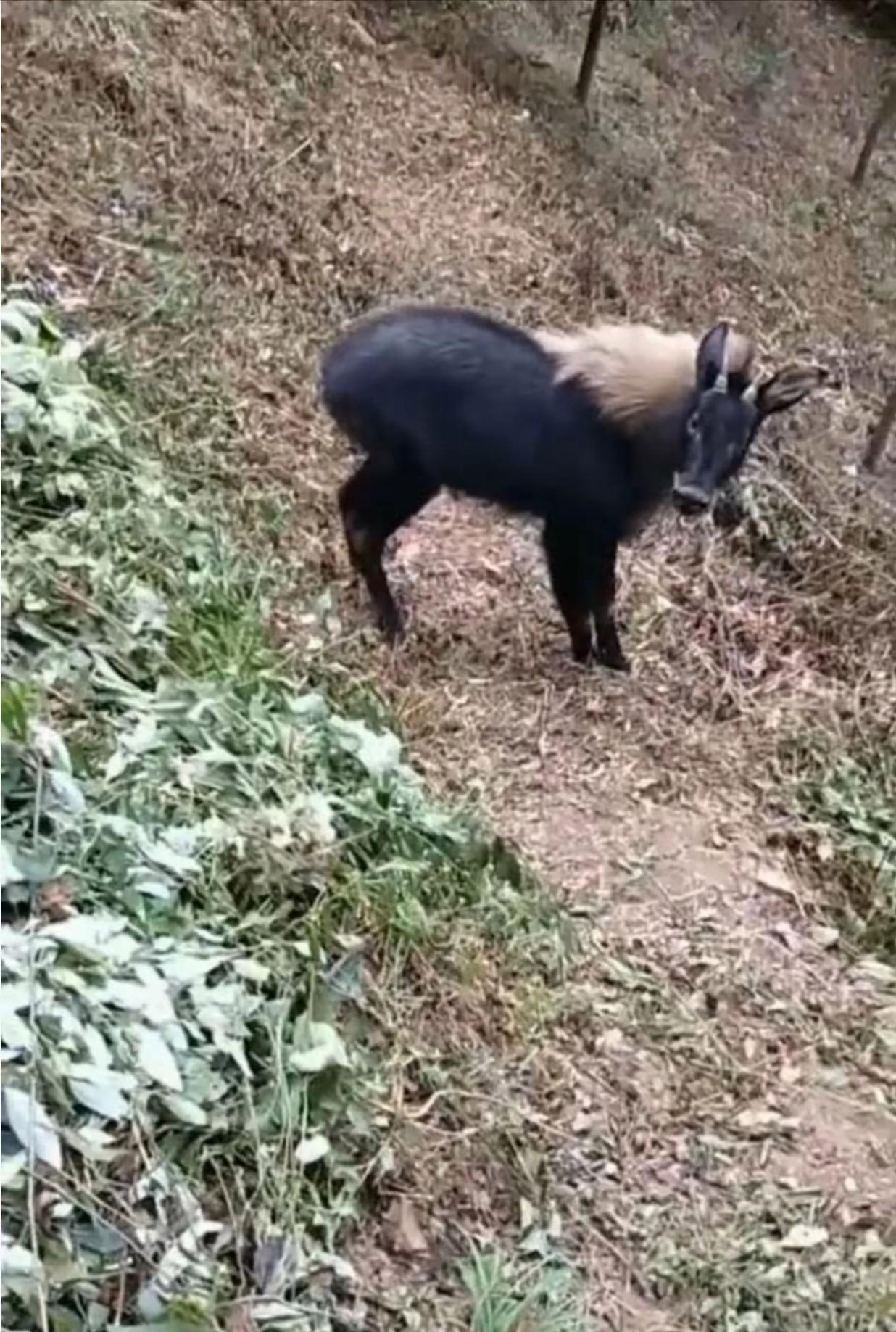 在野外遇到一个全身漆黑的动物