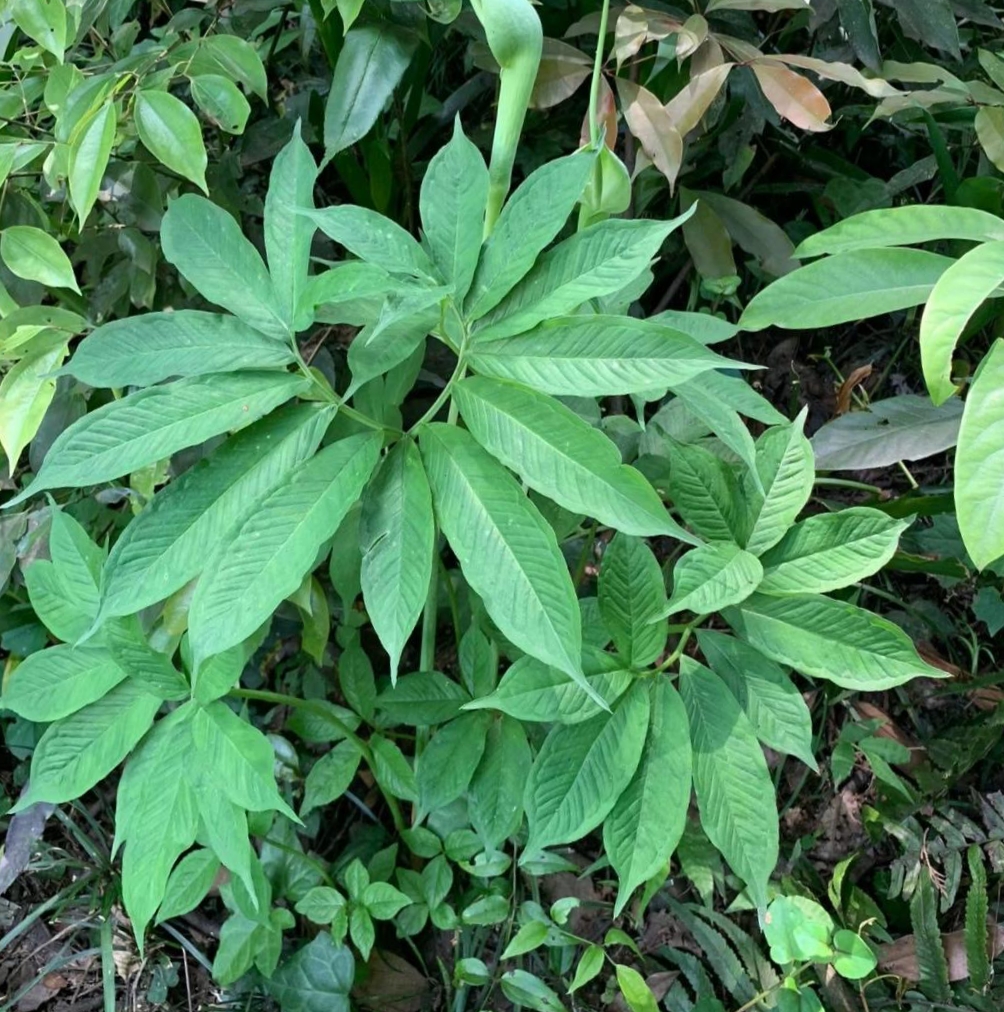 第一眼见到这颗植物就觉得它好奇特呀,居然长成了一个爱心的形状,有种