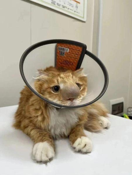 小猫咪戴上头套后的呆萌模样,真是太逗了!