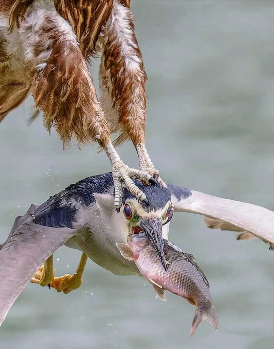 在这个大鱼吃小鱼,小鱼吃虾米的食物链中