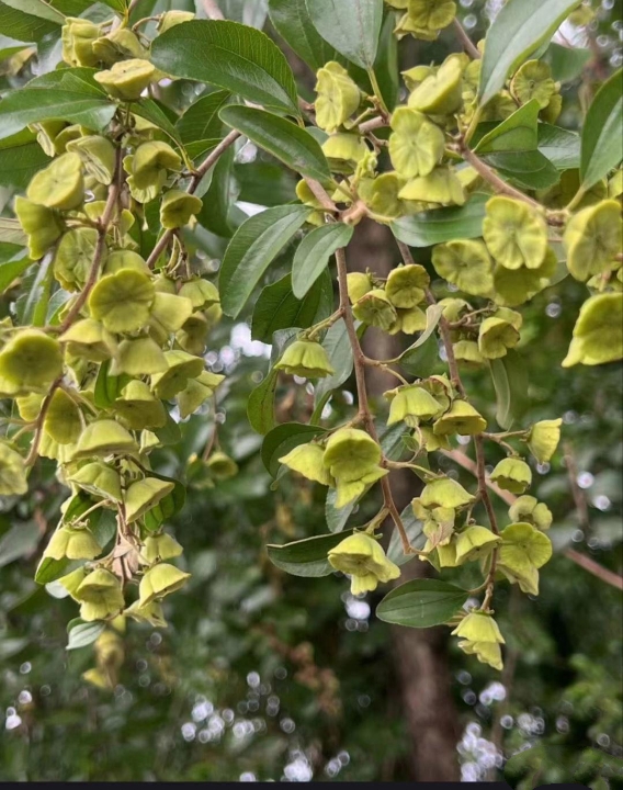 图片上的植物一串一串的像风铃一样,到底是花朵还是结的果子?