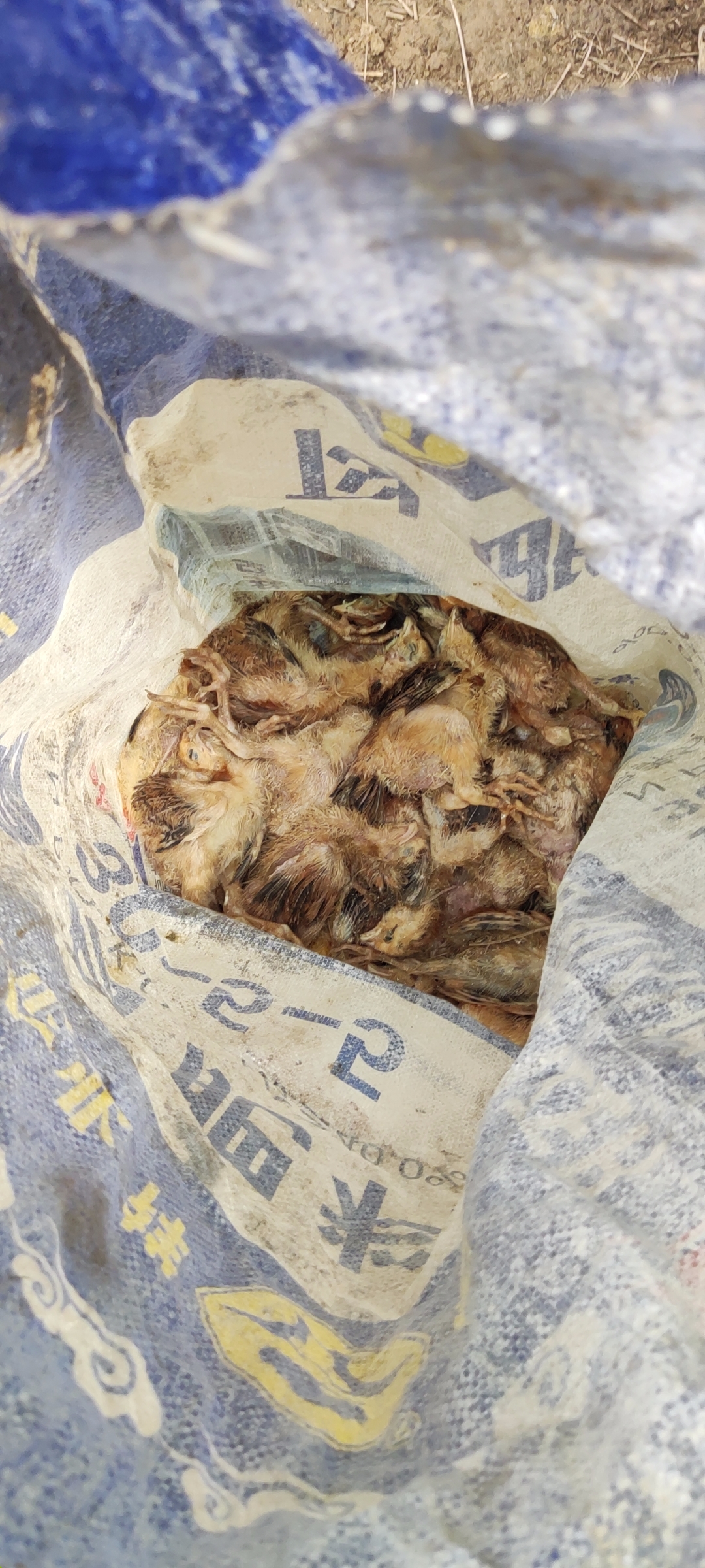 这一家鸡全都是骗人的,我从他那里买了1000只小鸡,为了一个礼拜,死的