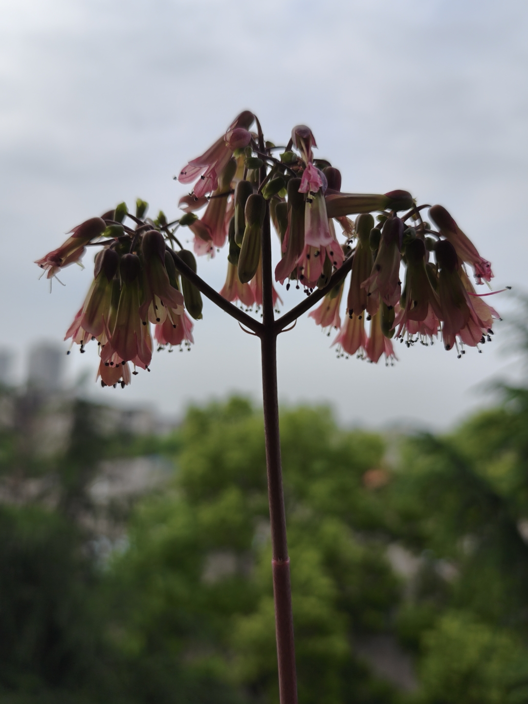 不死鸟开花图片