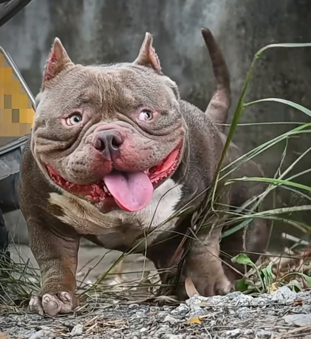 恶霸犬,听名字就霸气侧漏了.但这形象真的不敢恭维,实在有碍观瞻.