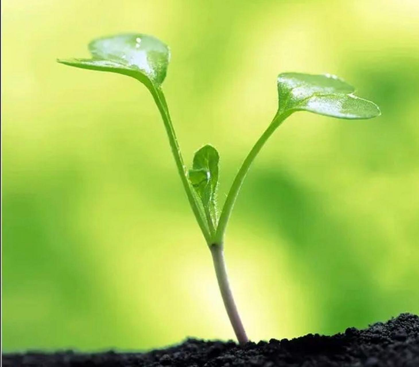 愿: 生活明朗,万物可爱.人间值得,未来可期!  相信,一定会的!