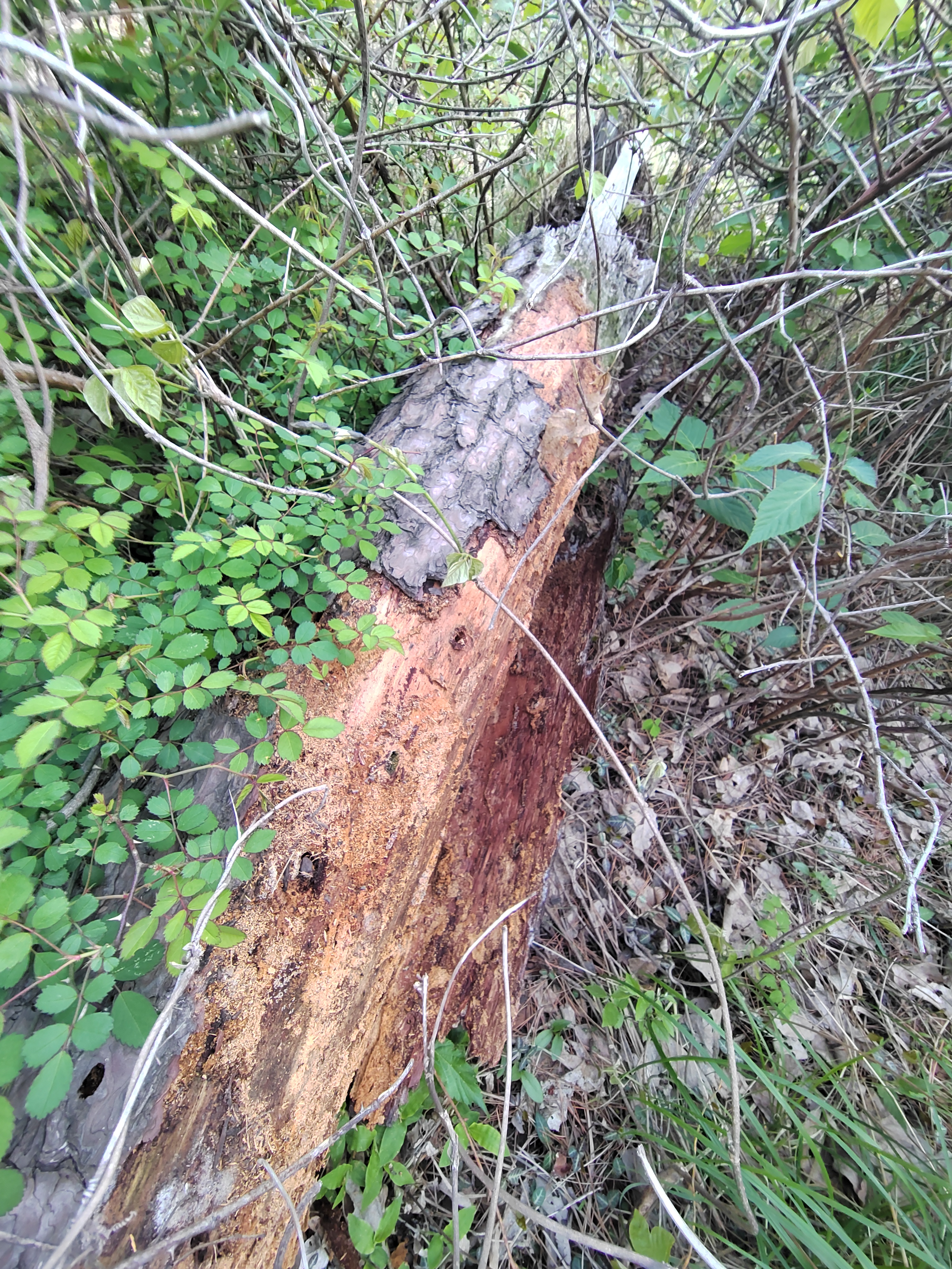 发财了,今天在山上找到一棵倒掉的大松树,这松树皮的数量能承包我二年