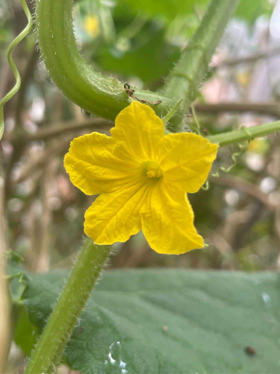 大自然的魅力#花儿朵朵开#生活休闲万花筒# 太阳花,老鼠瓜花,黄瓜花