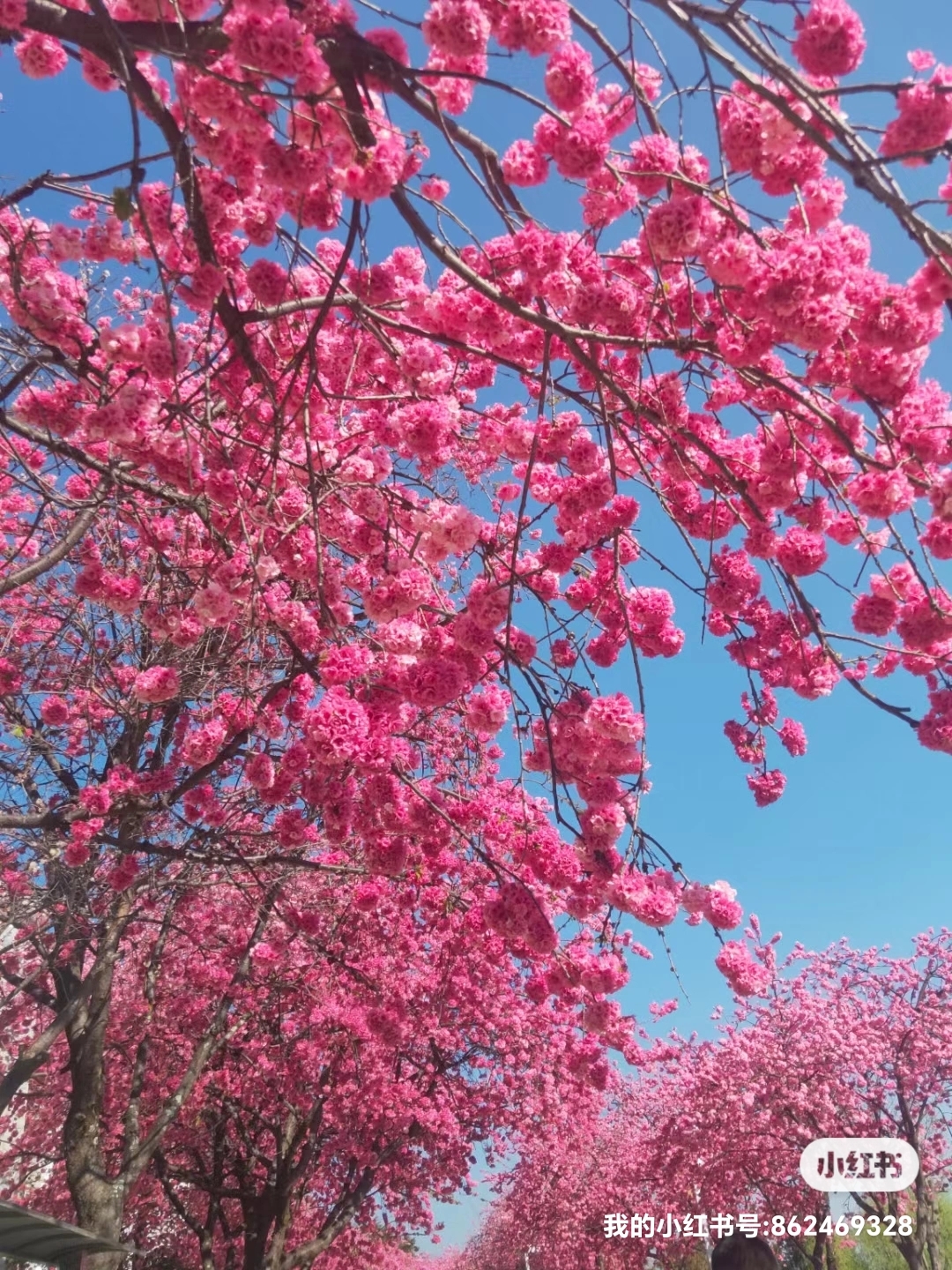 春意盎然,鲜花烂漫图片