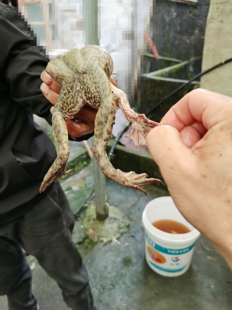 三只后腿的青蛙,你们见过吗?