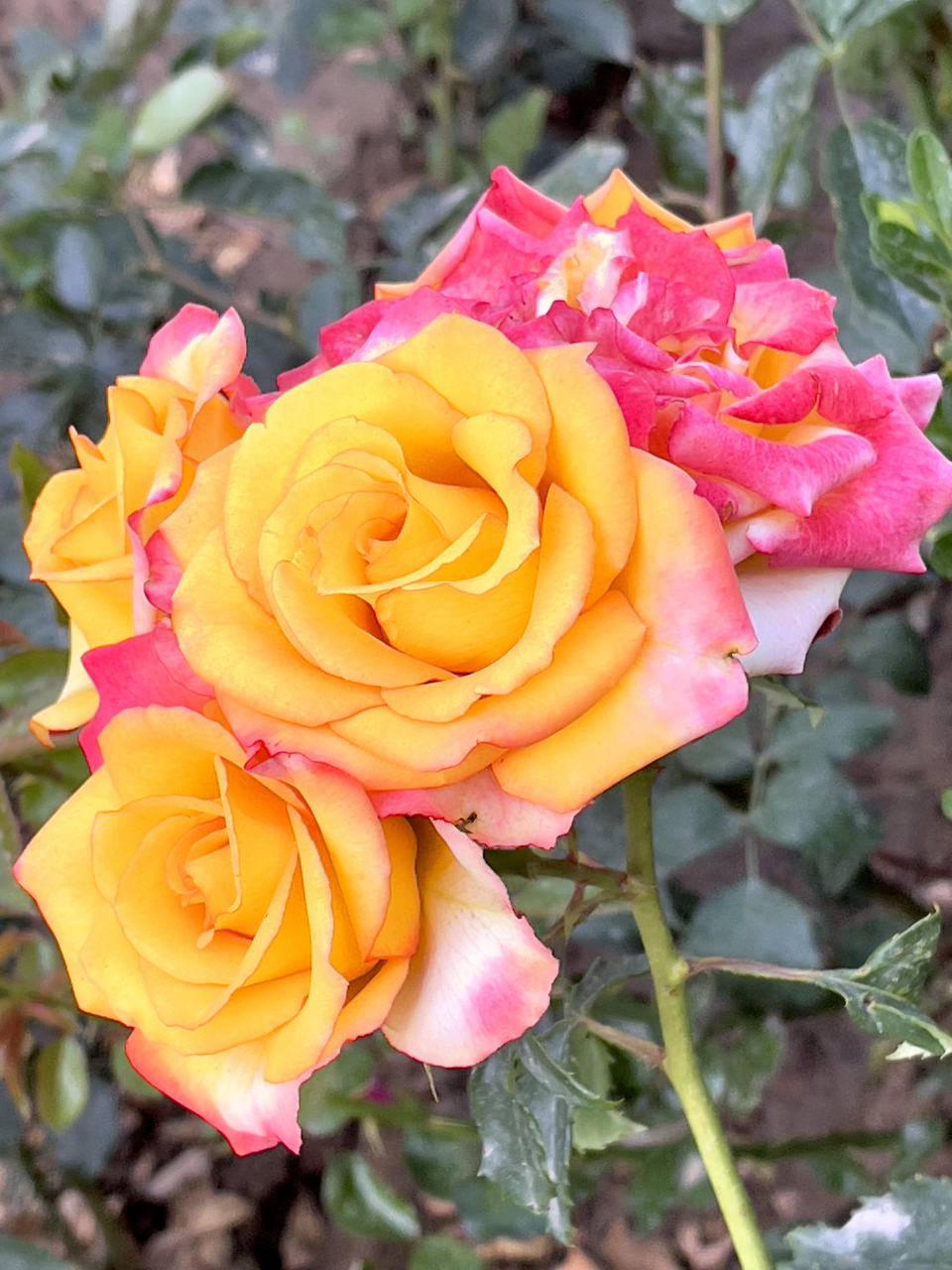 "电子表-月季花花名也是煞费心思!