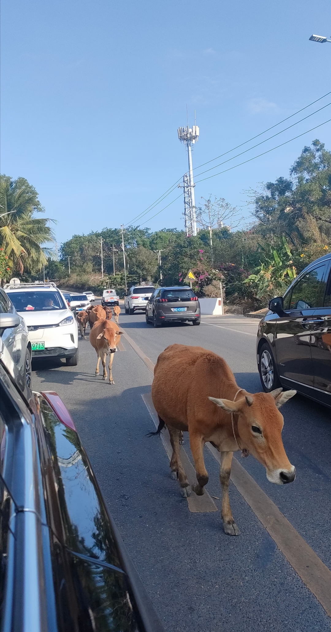 大公路上怎么窜岀来几头大黄牛呢?