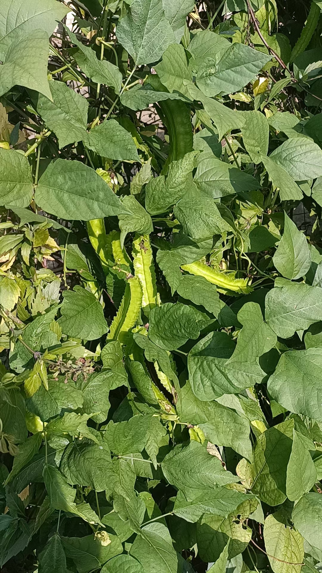一大早起床去菜地帮妈妈摘菜,去到菜地看到这个没见过的,不知道妈妈种