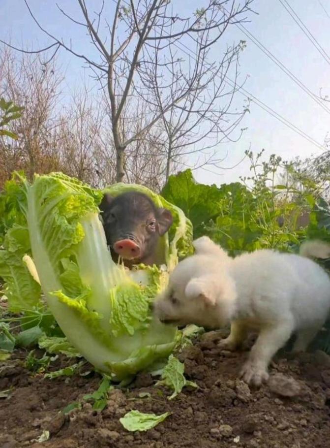 平常老听别人说漂亮的白菜被猪给拱了