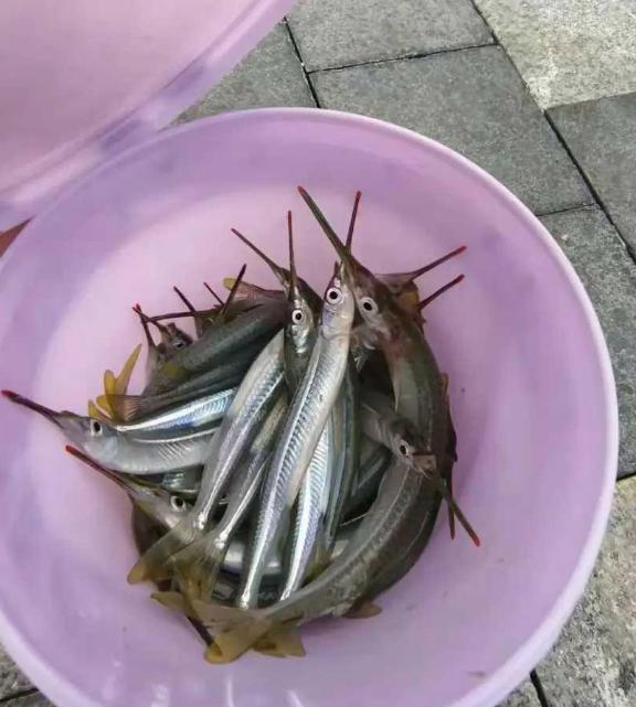 大家帮忙看看这是什么鱼呢,嘴巴长长的像一根针,外看起来像小河鱼