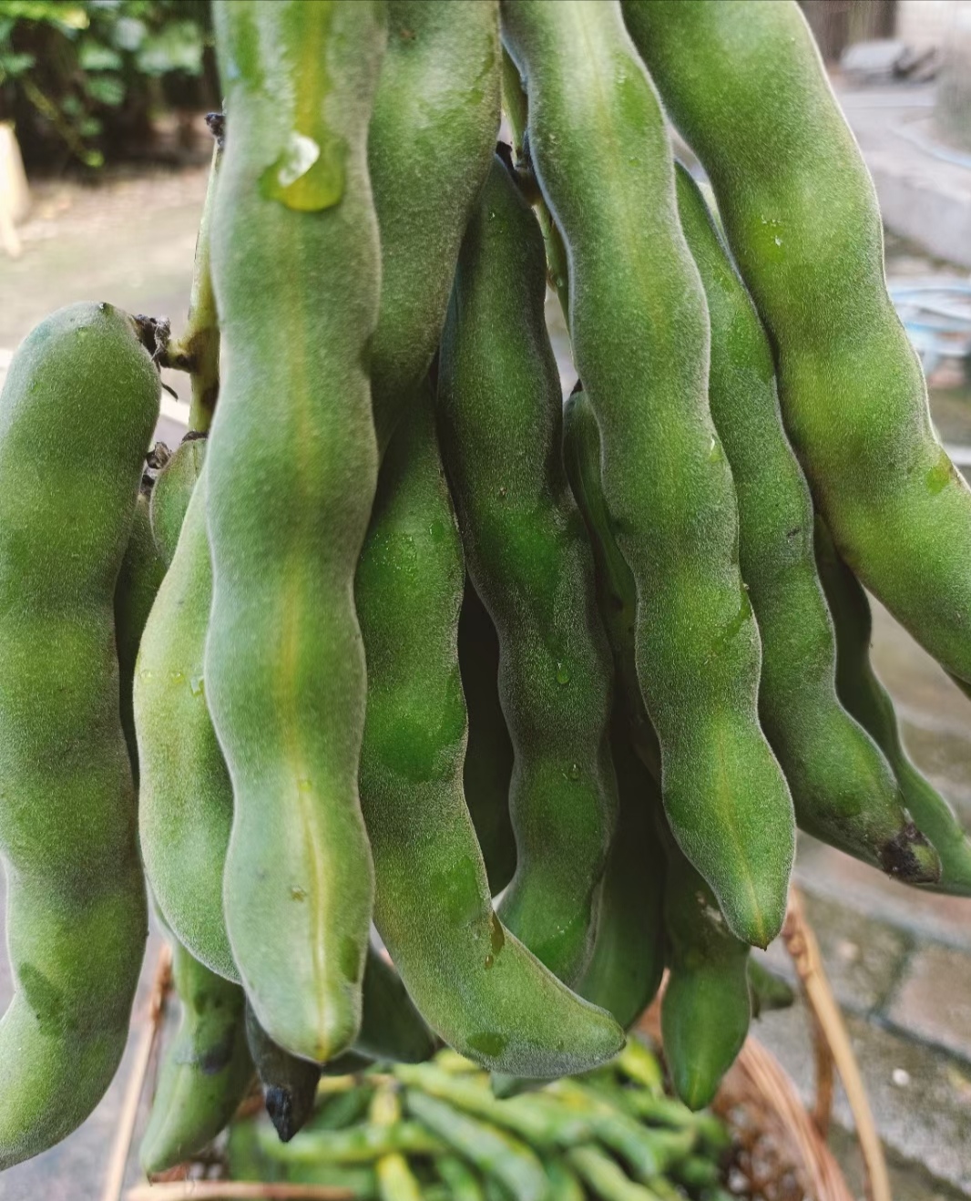 还长这么多毛的,升明不是四季豆哈!