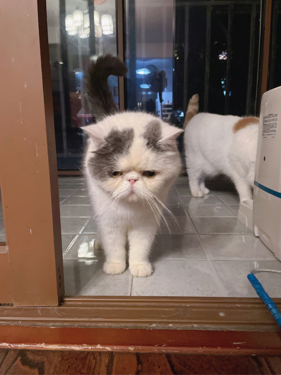 大家好,我是一只灰白色渐变加菲猫,有谁能给我几个可爱好听的名字吗?