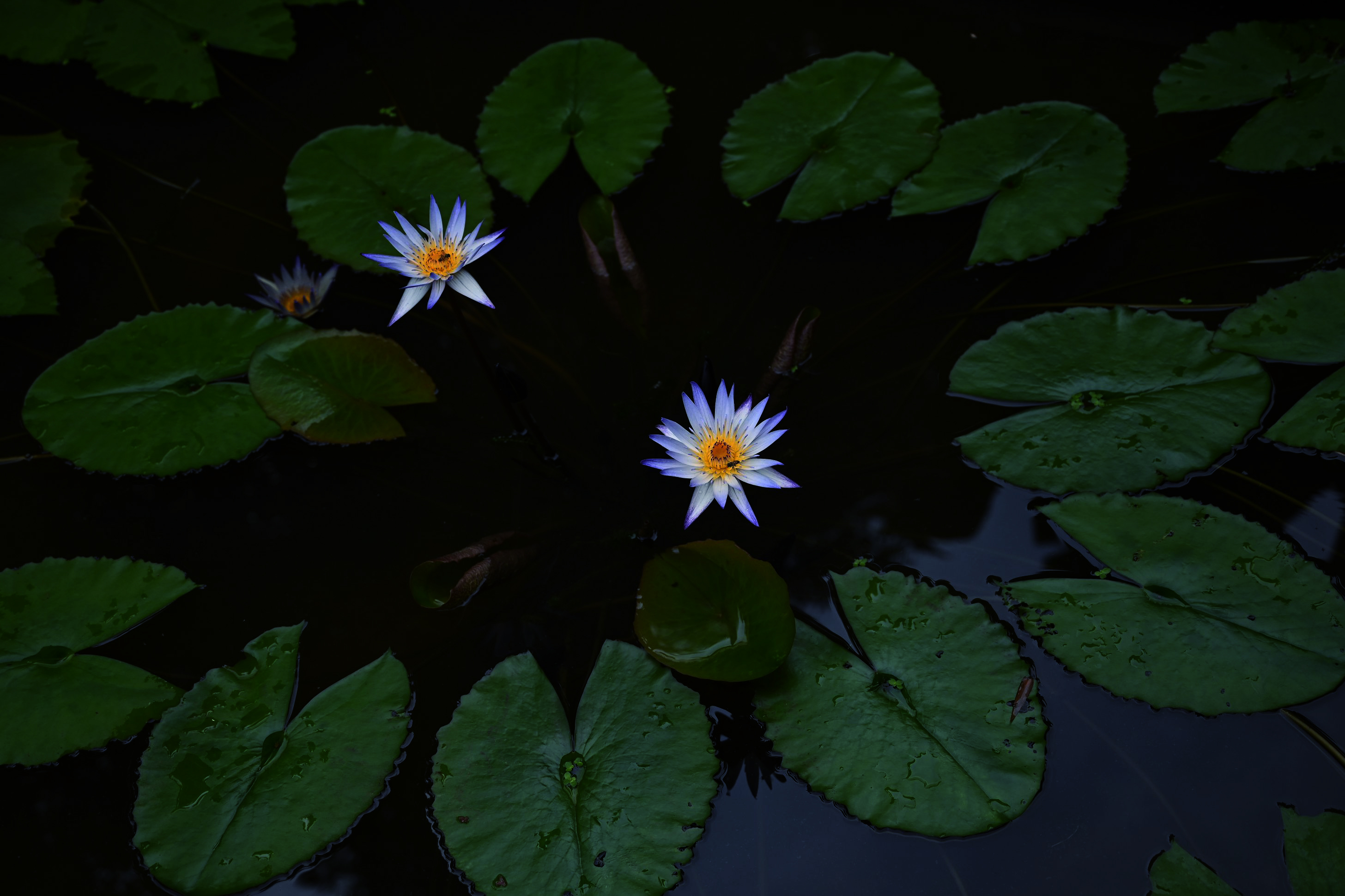 深圳洪湖公园荷花池,雾气升腾,荷花盛开,营造出人间仙境.