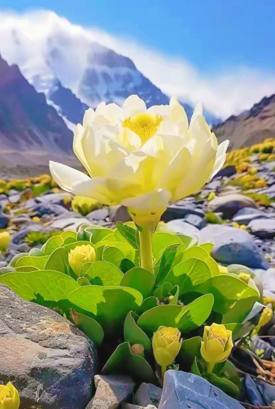 朋友去西藏旅游,她说雪莲花开的好美,拍照发来,问问这是雪莲吗?