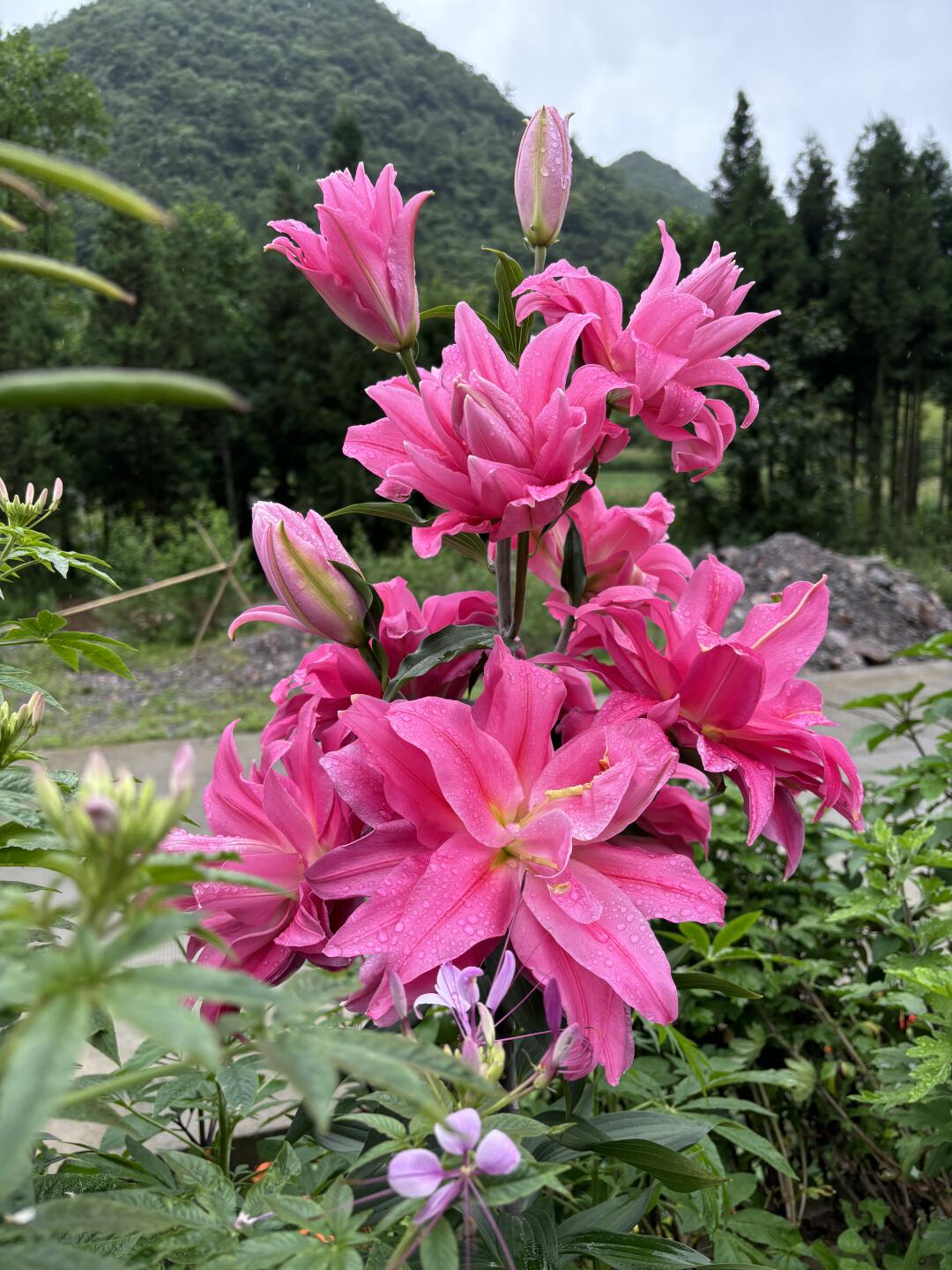 的好多野百合花,好美,它们在路边绽放,好引人注目,那洁白或粉嫩的花瓣