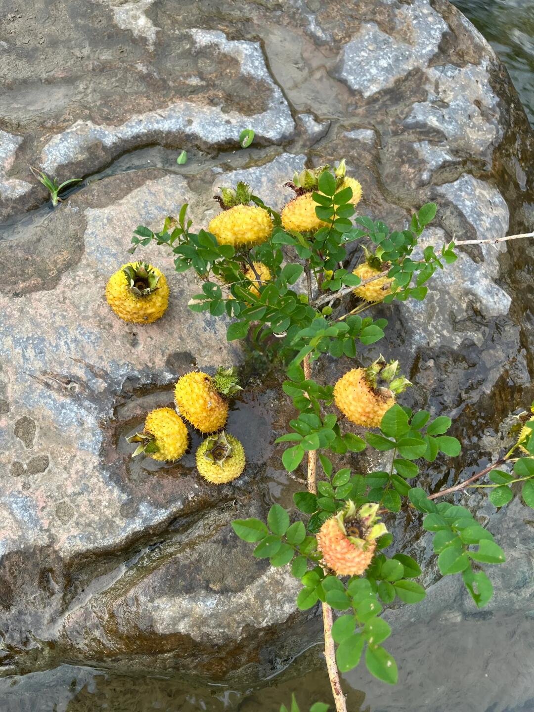 朋友们,你们知道是什么吗?#热