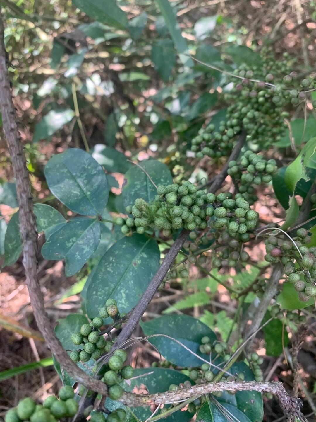 六间房花椒图片