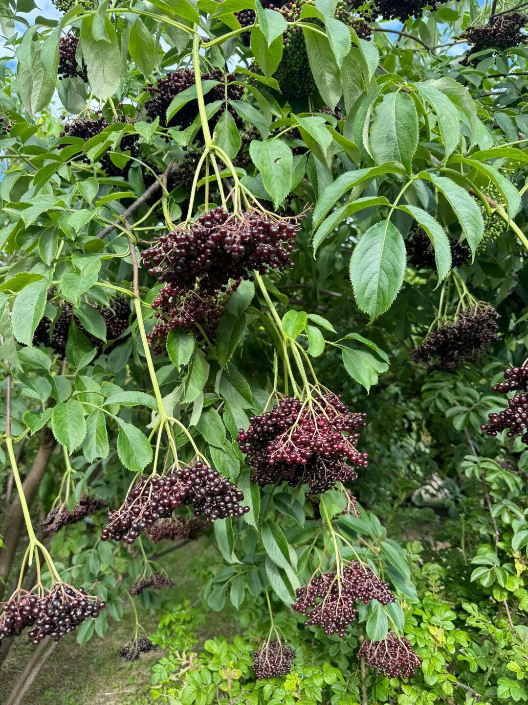 而且都是向下坠的,就像一颗颗的吊蓝豆,颜色呈枣红色,不知道能不能吃.