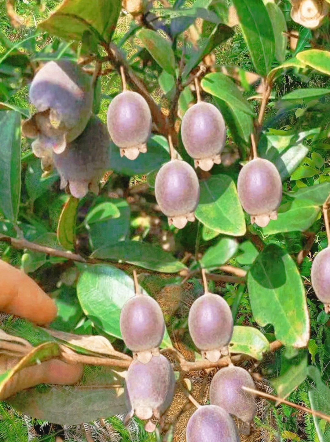 今天天气好,又和朋友去爬山,在山上路边看到这个果子和这棵野花,在