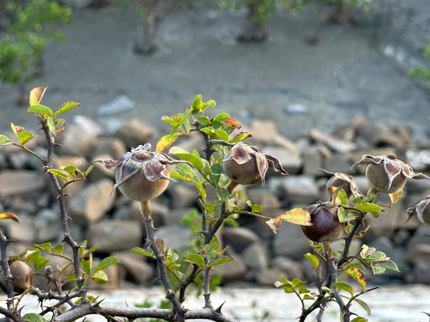 有人知道这是什么果果吗?#热点引擎计划